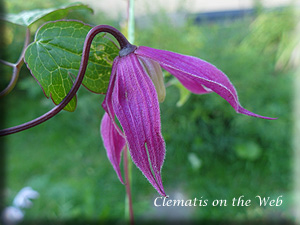 Clematis photograph