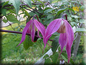 Clematis photograph