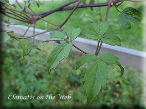 Clematis photograph