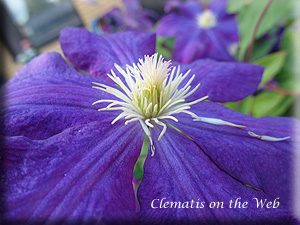 Clematis photograph