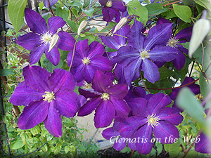 Clematis photograph