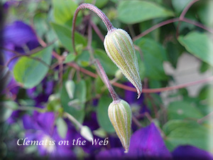 Clematis photograph