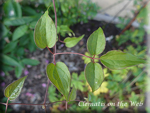 Clematis photograph