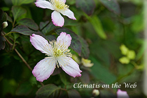 Clematis photograph