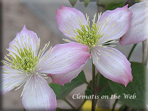 Clematis photograph