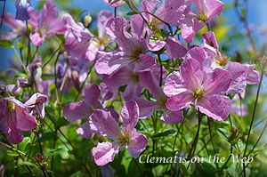 Clematis photograph