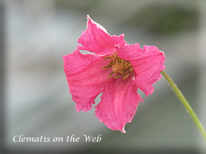 Clematis photograph