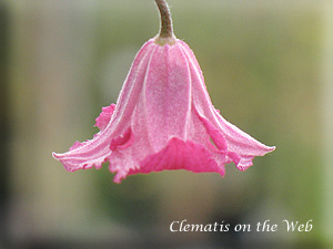 Clematis photograph