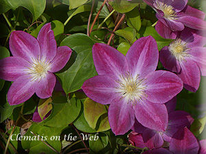 Clematis photograph