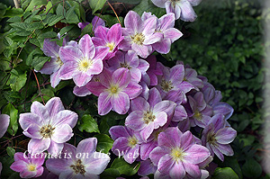 Clematis photograph