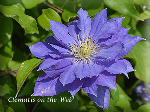 Clematis photograph