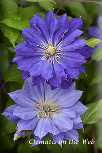 Clematis photograph