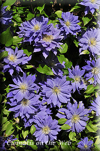 Clematis photograph