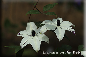 Clematis photograph