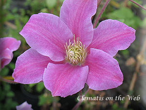 Clematis photograph