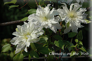 Clematis photograph