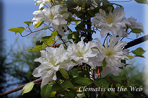 Clematis photograph