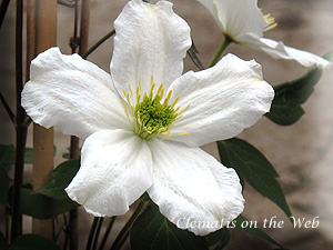 Clematis photograph