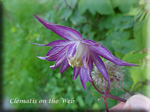 Clematis photograph