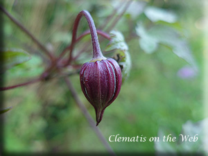 Clematis photograph