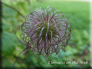 Clematis photograph