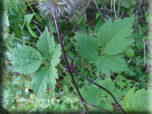 Clematis photograph