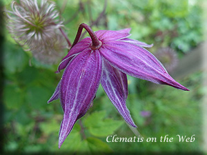 Clematis photograph