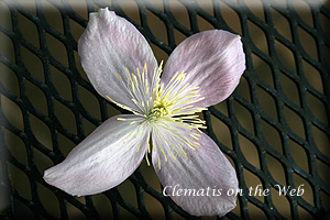 Clematis photograph