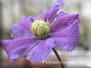 Clematis photograph