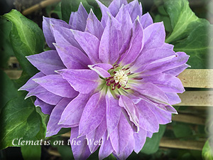 Clematis photograph