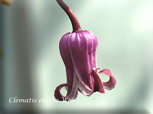 Clematis photograph