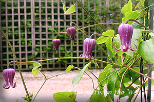 Clematis photograph