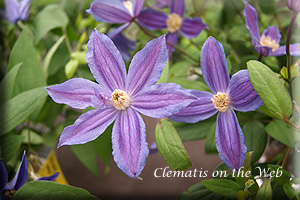 Clematis photograph