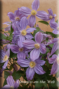 Clematis photograph