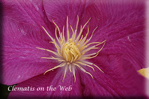 Clematis photograph