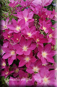 Clematis photograph