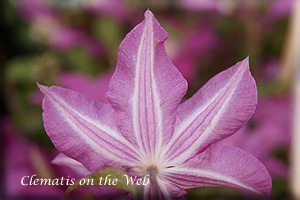 Clematis photograph