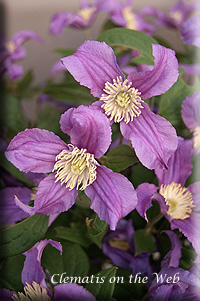 Clematis photograph