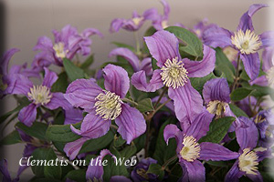 Clematis photograph