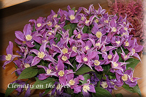 Clematis photograph