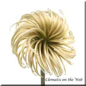 Clematis photograph