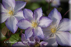 Clematis photograph