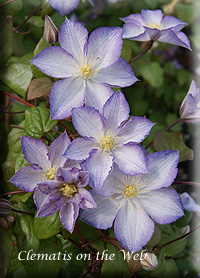 Clematis photograph