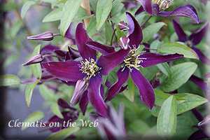 Clematis photograph