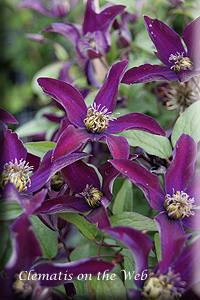 Clematis photograph