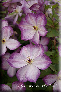 Clematis photograph