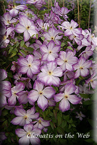 Clematis photograph