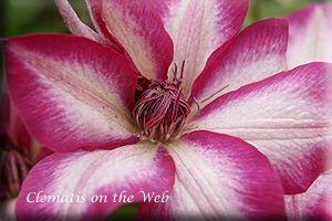 Clematis photograph