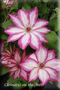 Clematis photograph