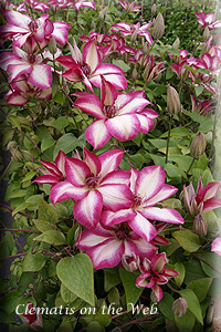 Clematis photograph